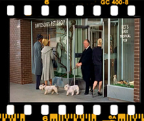 ورود ملانی به فروشگاه و خروج هیچکاک با سگ ها!