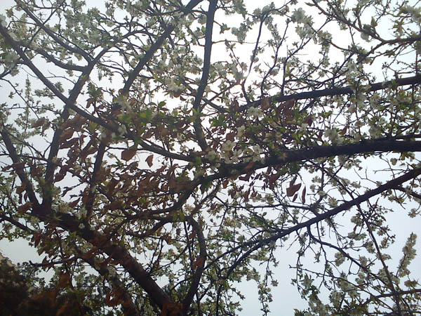 عکس از نغمه رضایی