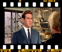 میچ: مرغ عشق.