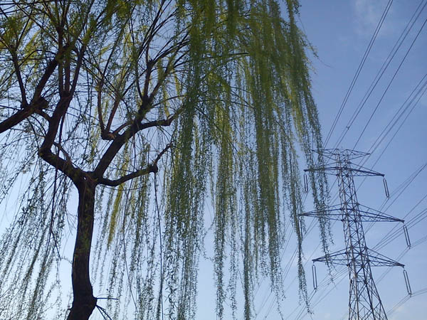 عکس از نغمه رضایی